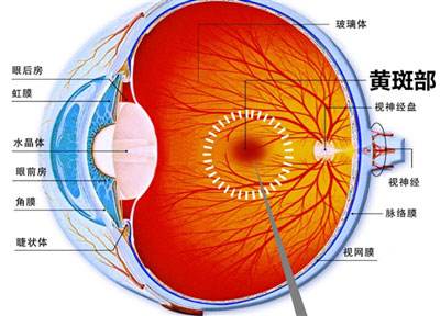 眼底病原因及常用方法