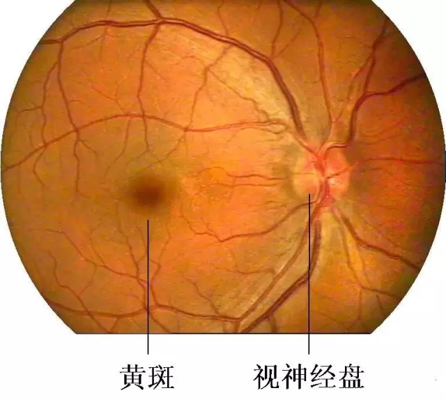 【科普】叶黄素是防止黄斑病变致老年致盲的“视黄金”