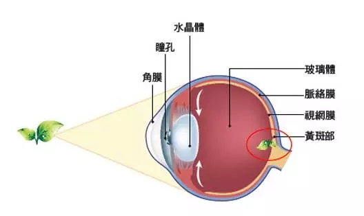 老年性黄斑变性，从年轻时就要开始防护