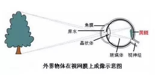 老年性黄斑变性，从年轻时就要开始防护